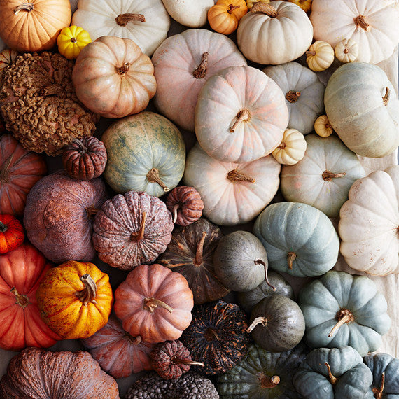 Pumpkin Cheesecake Bars